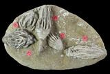 Crinoid Plate With Four Species - Crawfordsville #94804-1